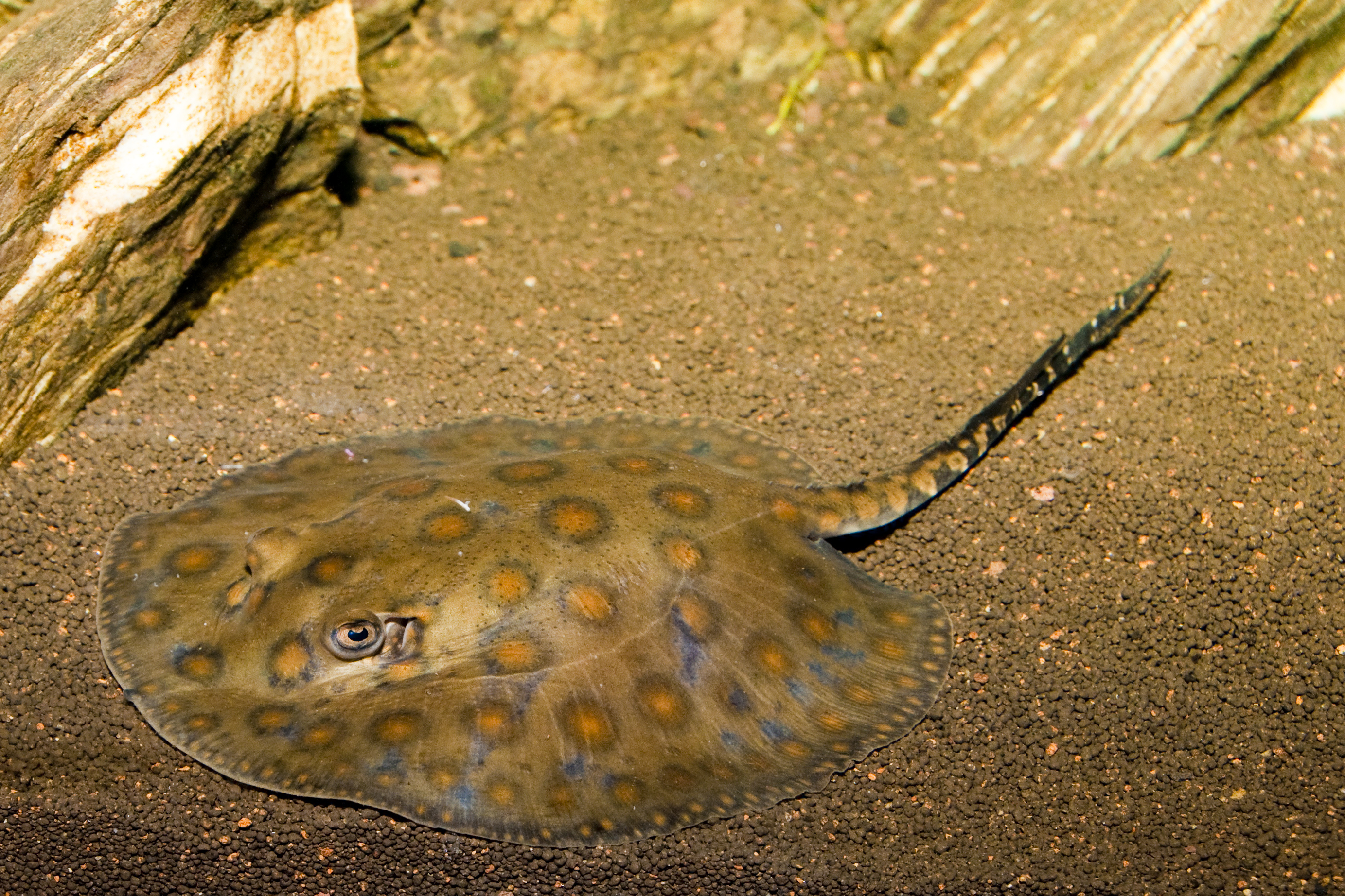 Stingray Shuffle - Vimarsana News