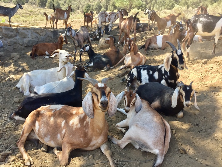 Goats Help Clear Brush As Wildfire Season Approaches - Vimarsana News